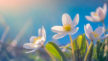 Fototapeta na wymiar spring forest white flowers primroses on a beautiful gentle light blue background macro floral desktop wallpaper a postcard romantic soft gentle artistic image free space for text