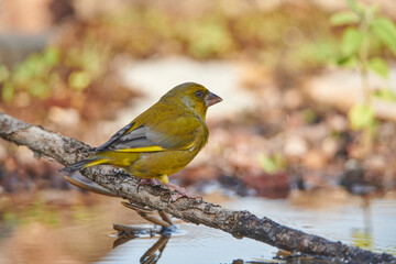verderón europeo o verderón común​ (Chloris chloris)​ 