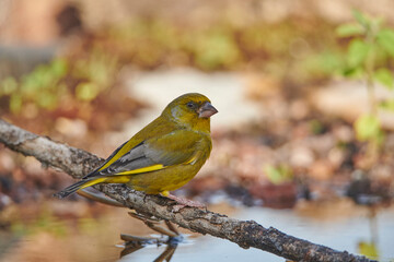 verderón europeo o verderón común​ (Chloris chloris)​ 