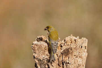 verderón europeo o verderón común​ (Chloris chloris)​ 