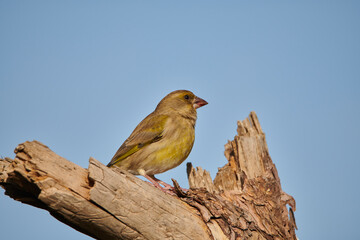 verderón europeo o verderón común​ (Chloris chloris)​ 