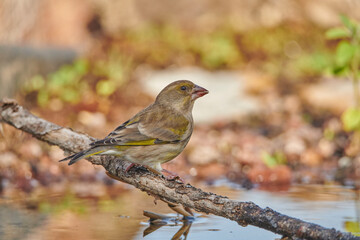 verderón europeo o verderón común​ (Chloris chloris)​ 