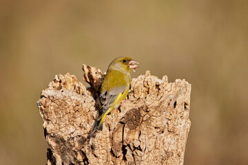 verderón europeo o verderón común​ (Chloris chloris)​ 