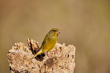 verderón europeo o verderón común​ (Chloris chloris)​ 