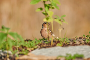 pinzón vulgar en el suelo del bosque (Fringilla coelebs) 