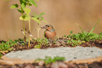 pinzón vulgar en el suelo del bosque (Fringilla coelebs) 