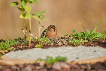 pinzón vulgar en el suelo del bosque (Fringilla coelebs) 