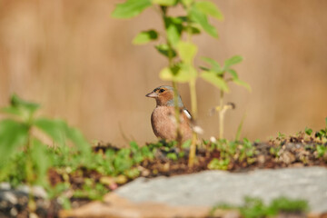 pinzón vulgar en el suelo del bosque (Fringilla coelebs) 