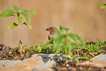 pinzón vulgar en el suelo del bosque (Fringilla coelebs) 