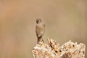 colirrojo tizón hembra en el bosque (Phoenicurus ochruros)