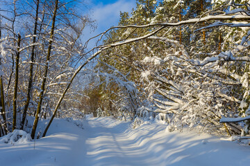 winter forest covered by a fluffy snow, beautiful winter outdoor landscape