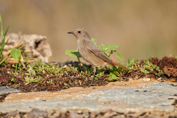colirrojo tizón hembra en el bosque (Phoenicurus ochruros)