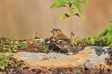 pinzón vulgar en el suelo del bosque (Fringilla coelebs) 