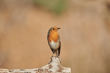 petirrojo europeo​ posado en un tronco (Erithacus rubecula)
