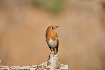 petirrojo europeo​ posado en un tronco (Erithacus rubecula)