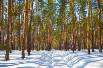 beautiful snowbound pine tree forest winter landscape