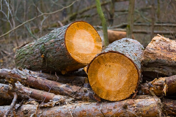 closeup heap of  pine tree trunk lie in forest