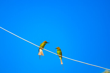 Green Bee Eater, family of Meropidae