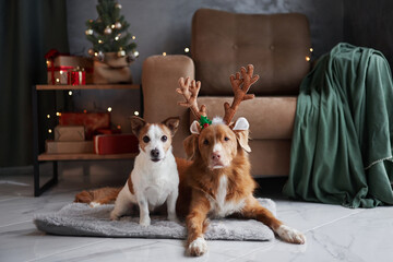 Two dogs, a Jack Russell Terrier and a Nova Scotia Duck Tolling Retriever, pose with festive reindeer antlers in a warmly lit holiday setting