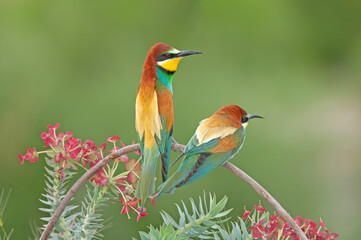 European Bee-eaters, Merops apiaster on the branch. Green background. Colourful birds. Back detail.