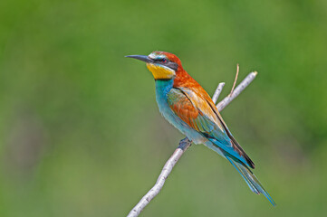 European Bee-eaters, Merops apiaster on the branch. Green background. Colourful birds.