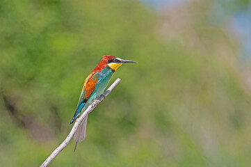 European Bee-eaters, Merops apiaster on the branch. Green background. Colourful birds.