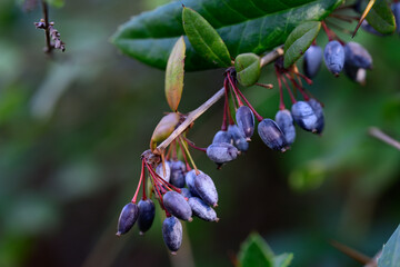 Wintergreen barberry - Latin name - Berberis julianae. Blue elongated berries of Wintergreen...