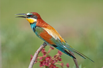 European Bee-eaters, Merops apiaster on the branch. Green background. Colourful birds.