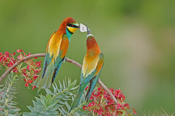 Butterfly-eating European Bee-eater, Merops apiaster. Green background. Colourful birds.