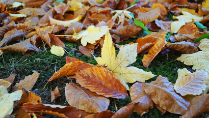 Natur, Wald, Berge