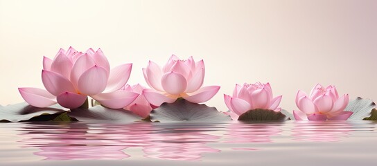 Pink lotus flower on soft pastel background, copy space.