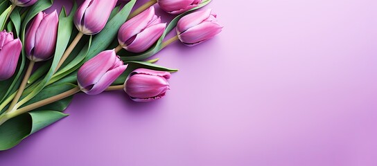 Obraz na płótnie Canvas Pink tulips laid out on a violet background