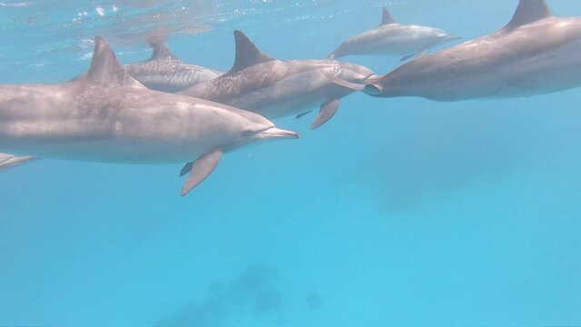 Spinner dolphin pod playing under the water surface in the Red Sea, Egypt