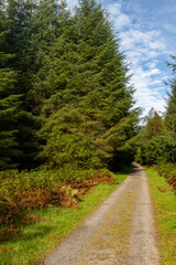 Trail in the Union wood