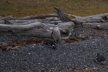 Pair of Magellanic penguins on a pebble beach next to lying dry logs.