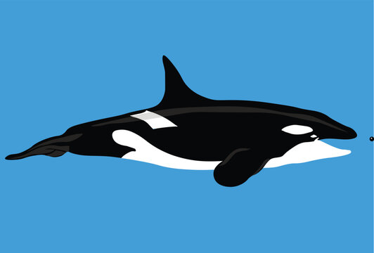 orca whale in ocean