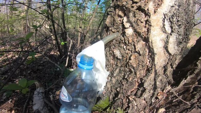 Illegal extraction of birch sap, forest in Poland