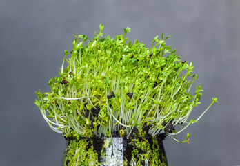 Cress sprouts coming out of a wine glass. A symbol of new life, the coming of spring and Easter