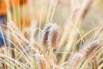 Obraz premium Beautiful frozen plants in the garden. Natural winter landscape.