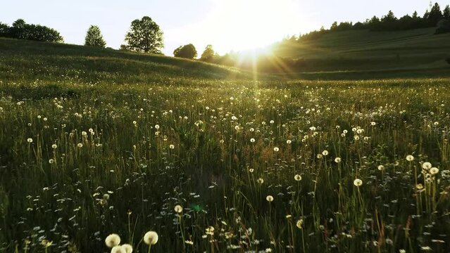A radiant meadow of golden dandelions shines beneath a vibrant sky, beckoning the viewer to bask in the warmth and beauty of nature's summer embrace in sunset.