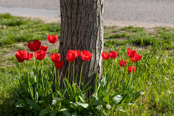 Scarlet tulips planted around a tree trunk