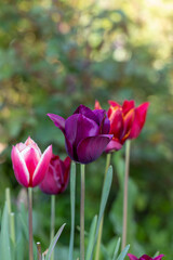 Composition of three tulips of different colors