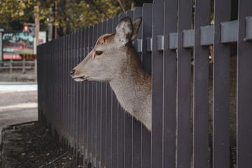 cute nara deer sticking its head out between a fence