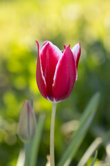 Bicolor tulip burgundy with white border