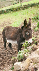 Burro oscuro en ladera de monte en Asturias