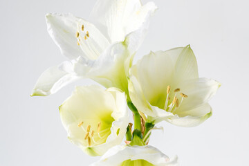 Beautiful white Amaryllis flower blossoms against a light background.