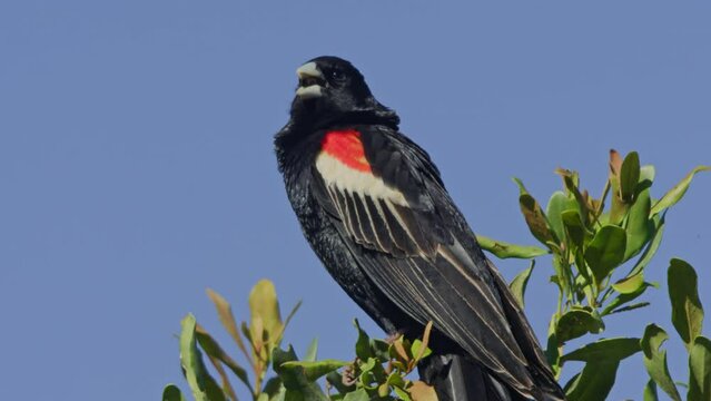 Long lens of a long-tailed widowbird (Euplectes progne) preening its feathers before mating display during the morning in Africa.