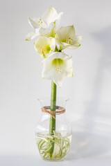 An Amaryllis flower stalk in a clear glass vase against a light background.