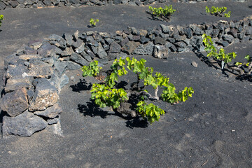 Grape vines on black volcanic soil in the vineyards of La Geria aginast cloudless blue sky. Lanzarote, Canary Islands, Spain. Close up.