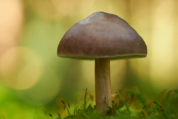 Pilz im Wald mit schönem Bokeh